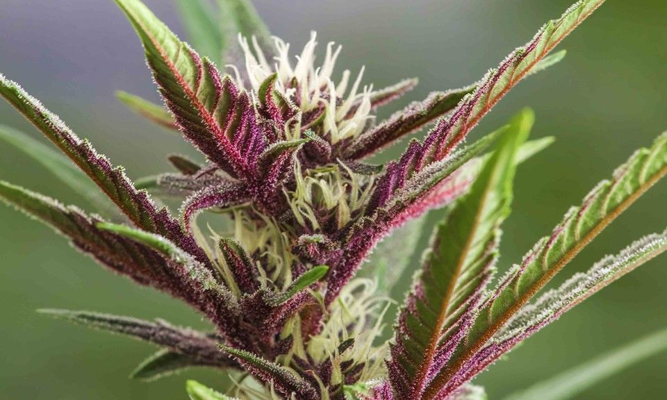 You are currently viewing The Secrets of Colorful Cannabis Revealed: Here’s Why Some Strains Turn Purple