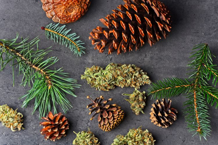 You are currently viewing Terpene Profile: Pinene, the Earth’s Most Abundant Terpene