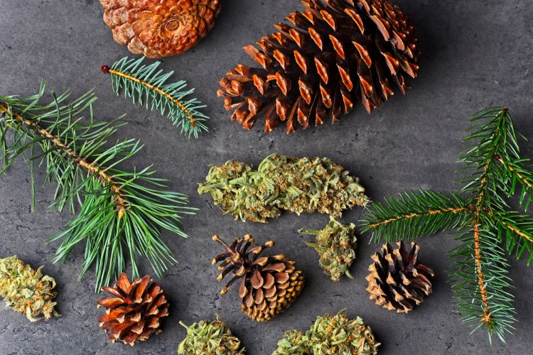 Read more about the article Terpene Profile: Pinene, the Earth’s Most Abundant Terpene