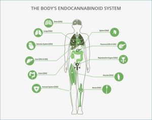 Read more about the article Cannabinoids 101: What are Cannabinoids?