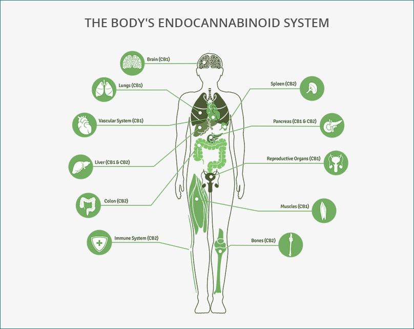 You are currently viewing Cannabinoids 101: What are Cannabinoids?