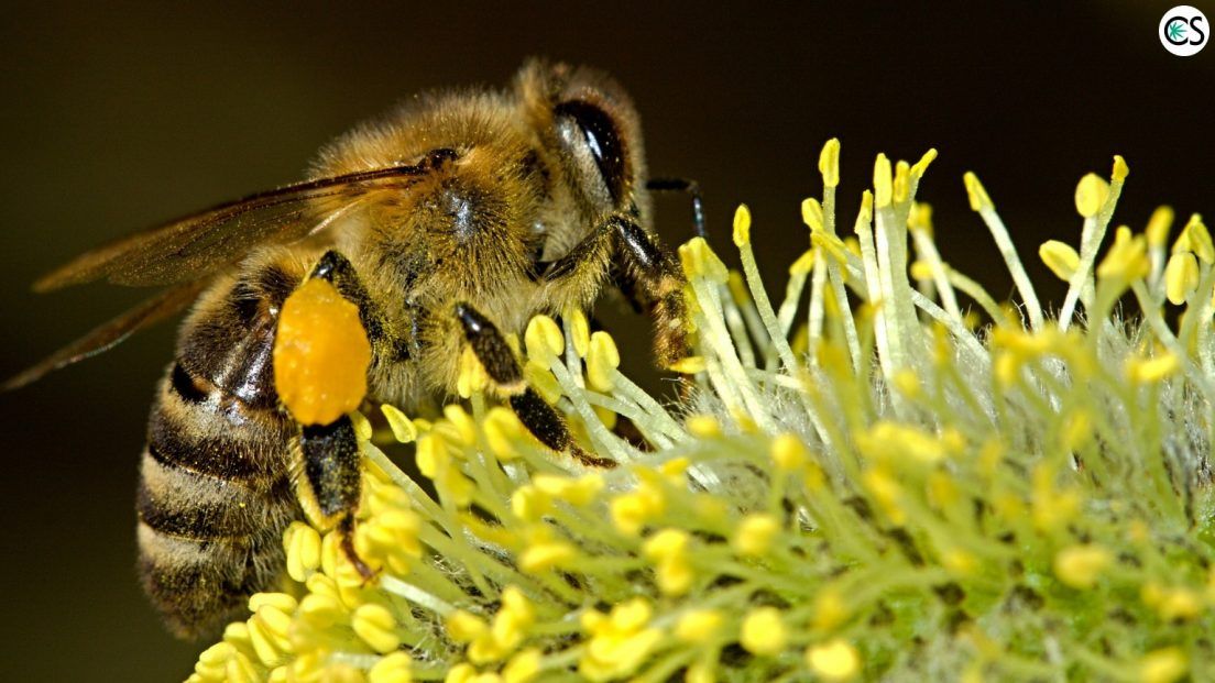 You are currently viewing Hemp And Bees