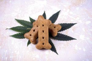 Read more about the article Homemade Hemp CBD Cat & Dog Treats!