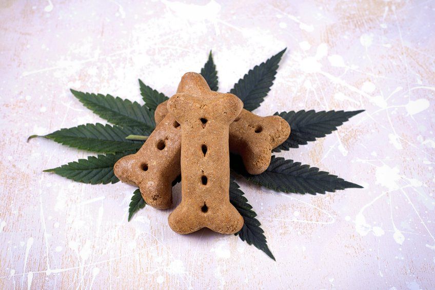 You are currently viewing Homemade Hemp CBD Cat & Dog Treats!