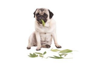 Read more about the article Marijuana and Your Pets: Is It Safe?