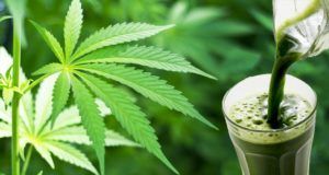Read more about the article Yup, You Can Juice Cannabis