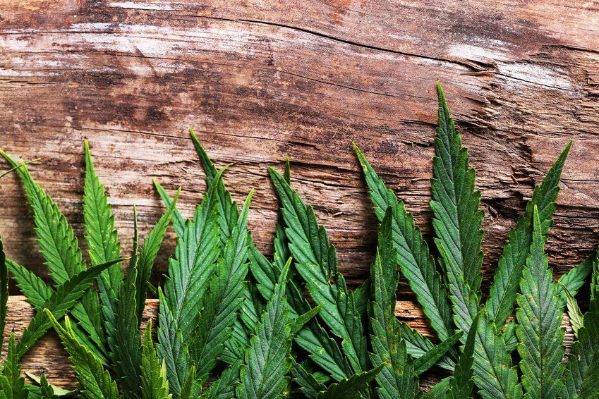 You are currently viewing 4 Common Cannabis Terpenes That Provide Health Benefits
