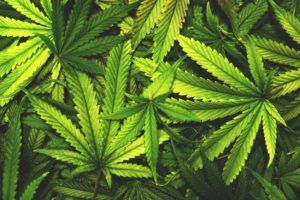 Read more about the article Why Marijuana Makes Your Eyes Bloodshot and 3 Ways to Reduce the Redness