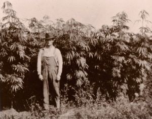 Read more about the article A Little History About Marijuana & Hemp
