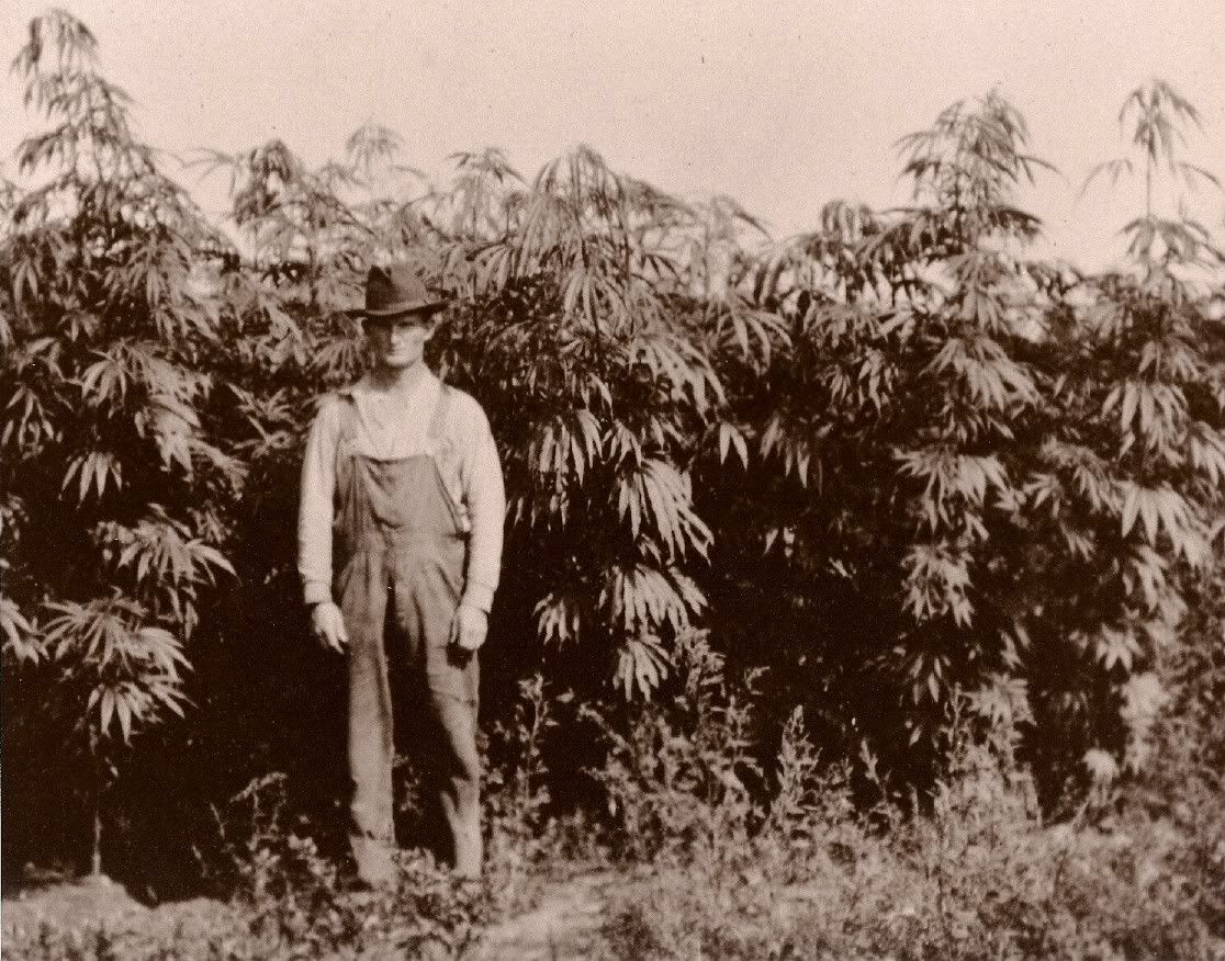 You are currently viewing A Little History About Marijuana & Hemp