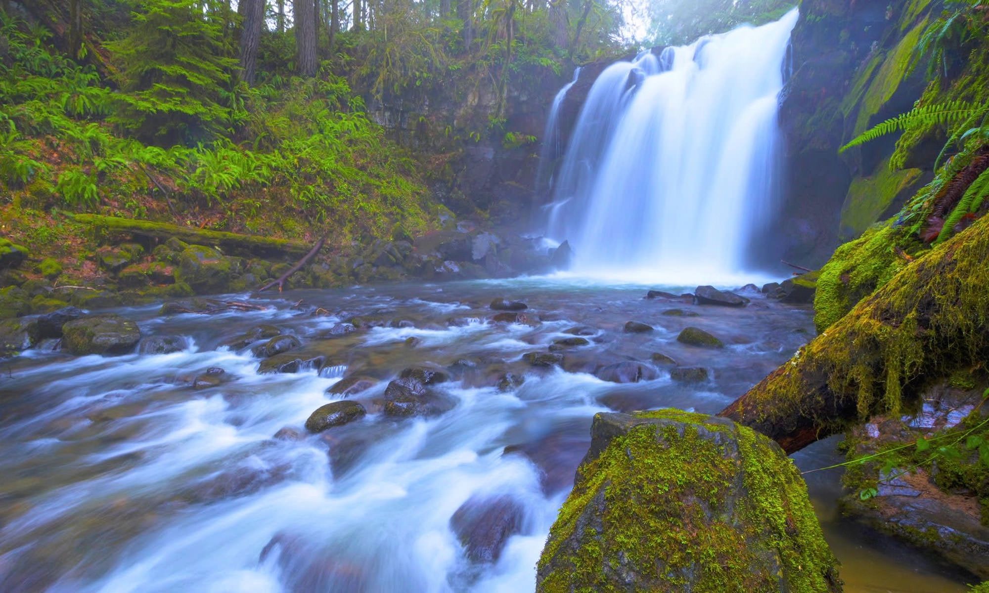 You are currently viewing Feeling Blue Craving Some Green? Oregon Parks Are Opening!