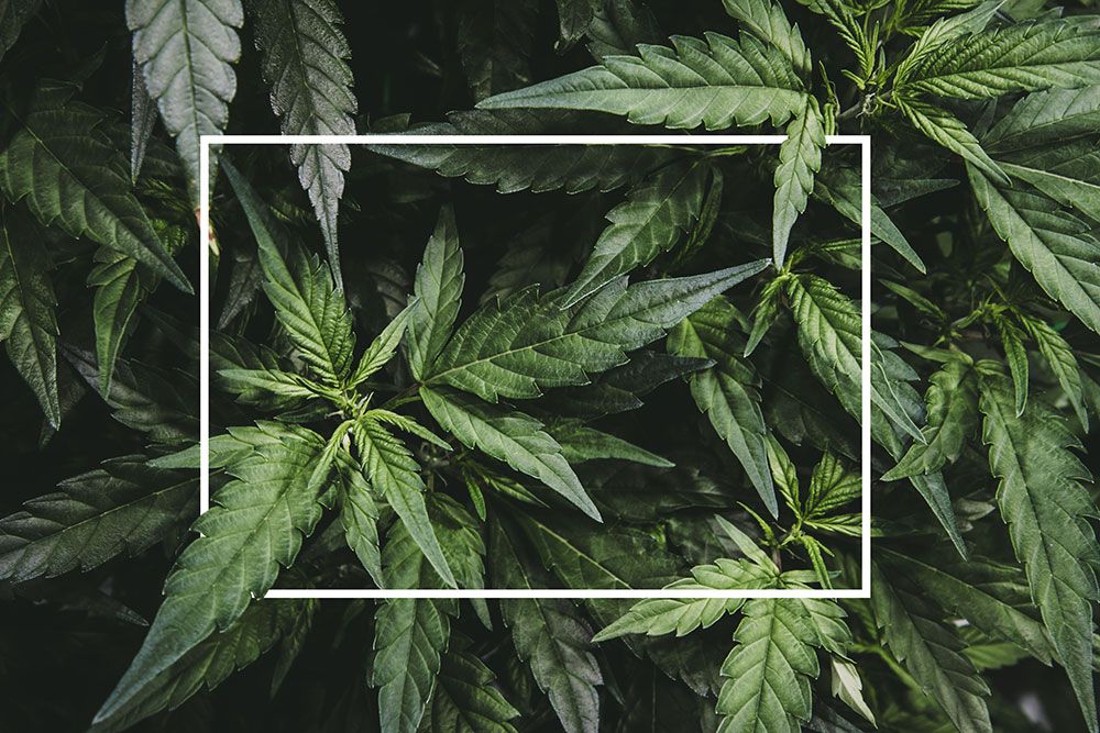 Read more about the article From Hustling Ounces, to Sitting in Prison facing 10 years of Federal Prison Time, to Legal Cannabis Business Owner Today In The Most Competitive Market.