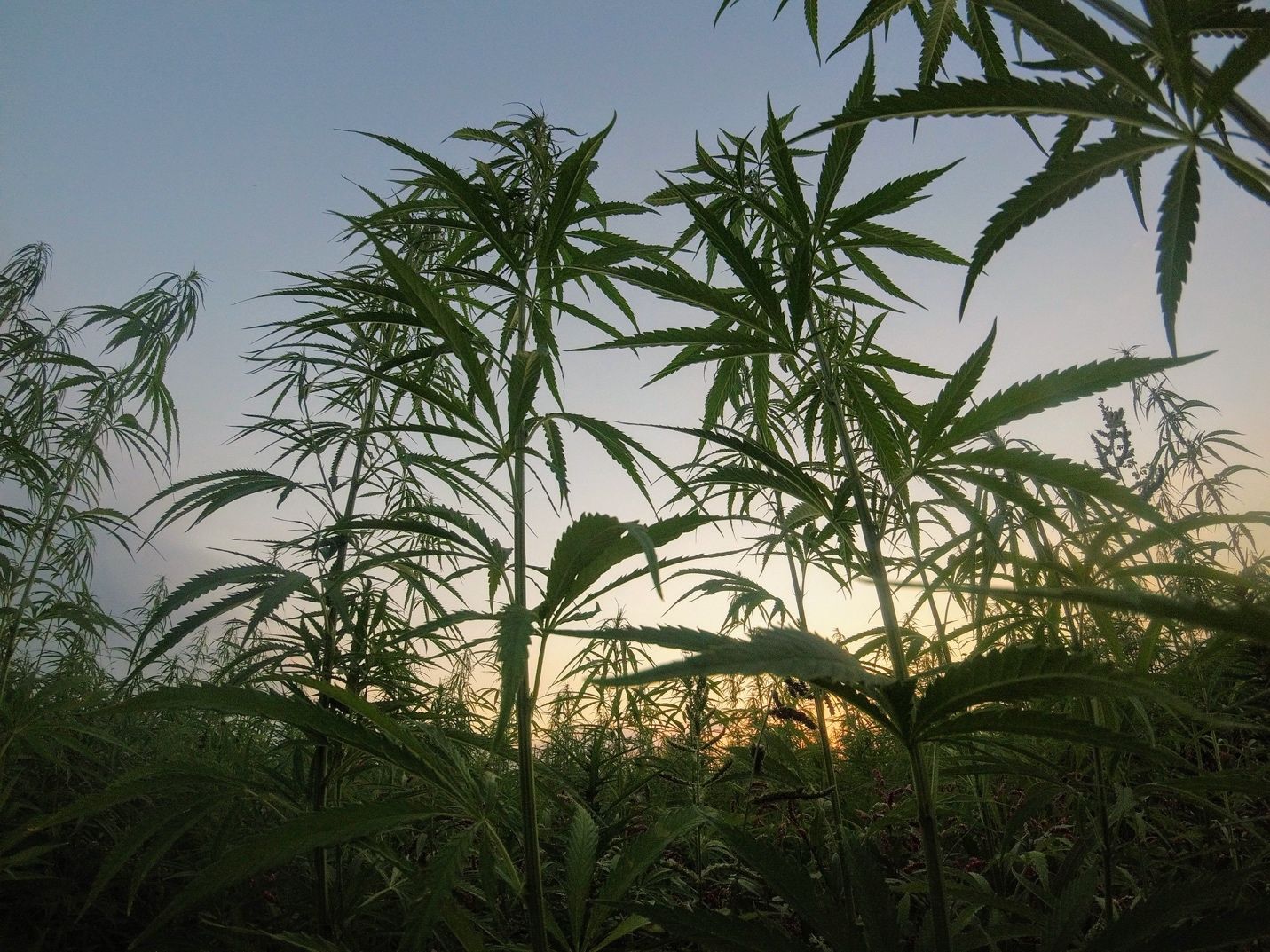 Read more about the article Hemp vs Plastic, Which One is Better?