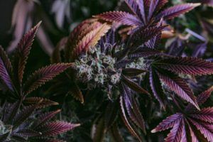 Read more about the article What’s the Big Deal About Purple Cannabis Flower?