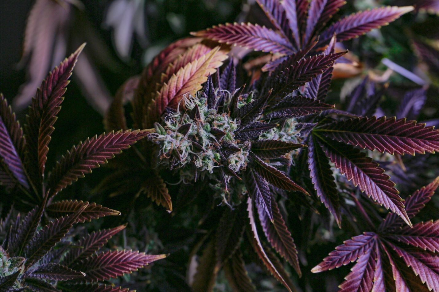 You are currently viewing What’s the Big Deal About Purple Cannabis Flower?