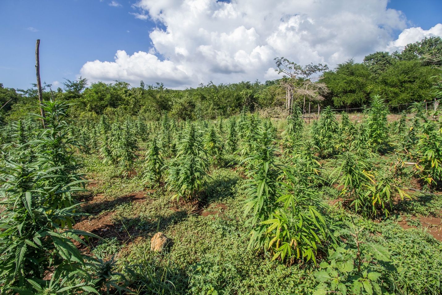 Read more about the article Can Cannabis Combat Climate Change?