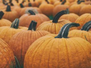 Read more about the article Make A Pumpkin Bong As An Easy and Festive Way to Celebrate Fall