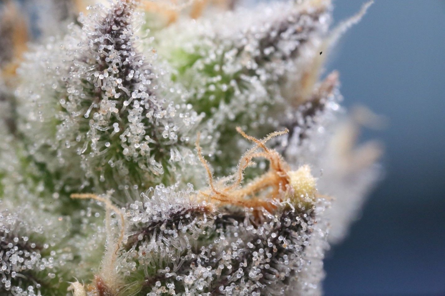 You are currently viewing 5 Understated Health Benefits of THC
