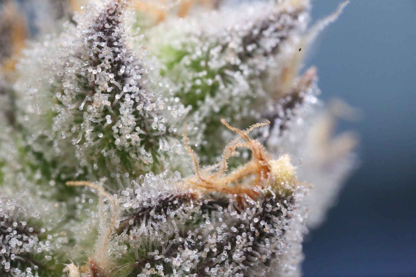 Read more about the article 5 Understated Health Benefits of THC