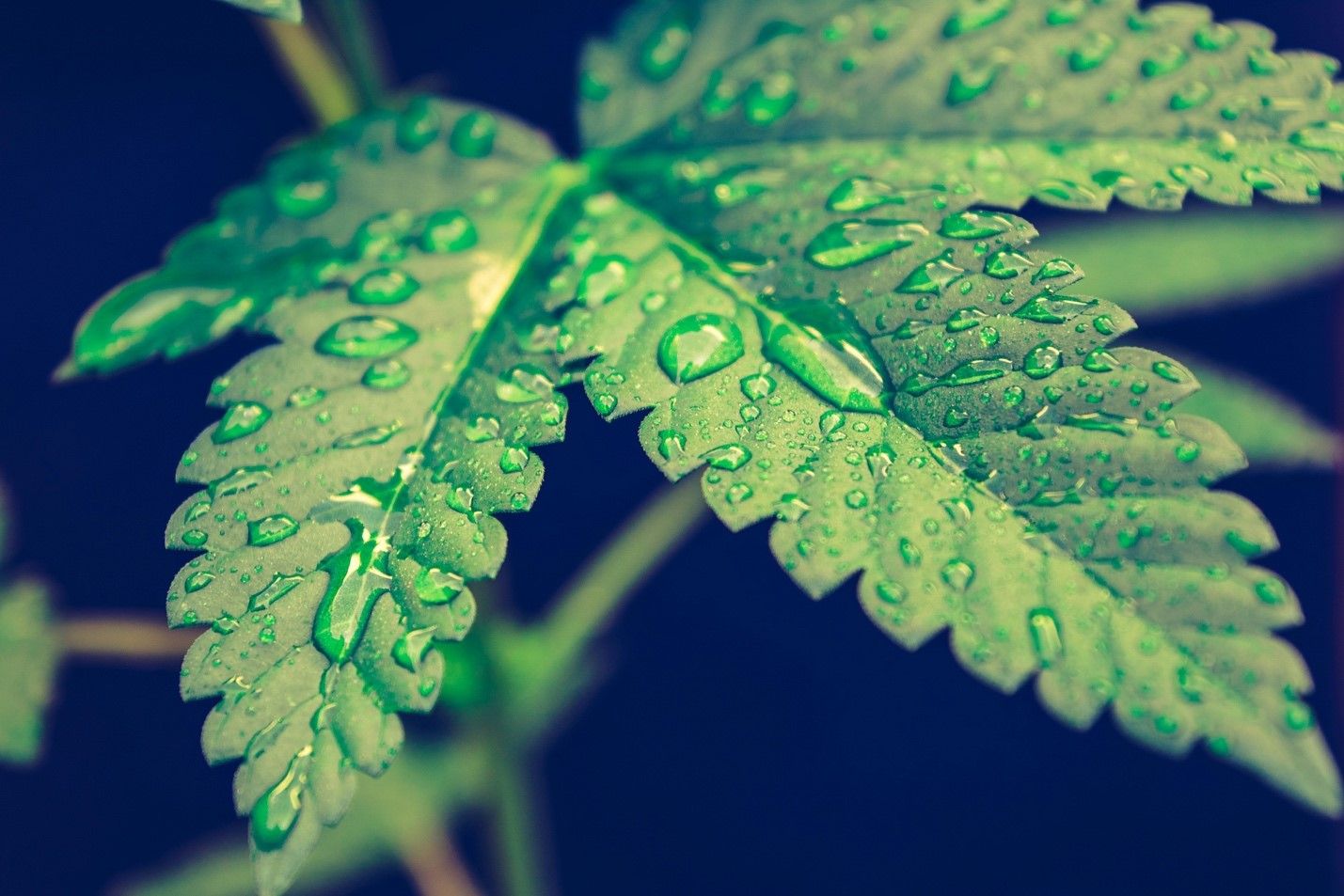 You are currently viewing Celebrate St. Patrick’s Day with Cannabis – the Greenest Thing of All