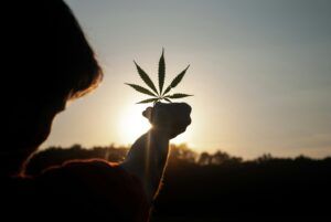 Read more about the article The Expansive Versality of Cannabis