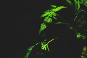 Read more about the article Balms and Patches for the Active Cannabis Consumer