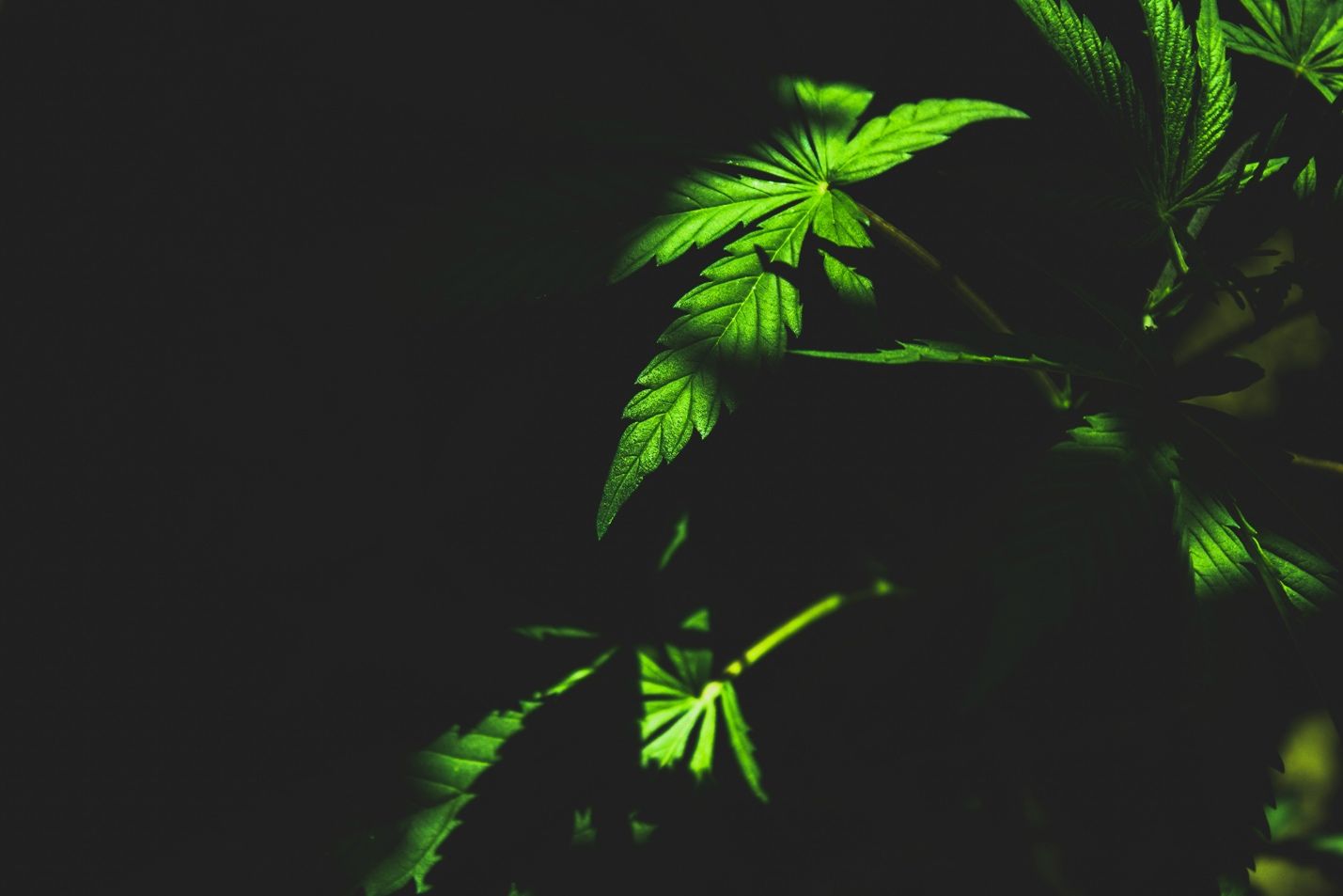 Read more about the article Balms and Patches for the Active Cannabis Consumer