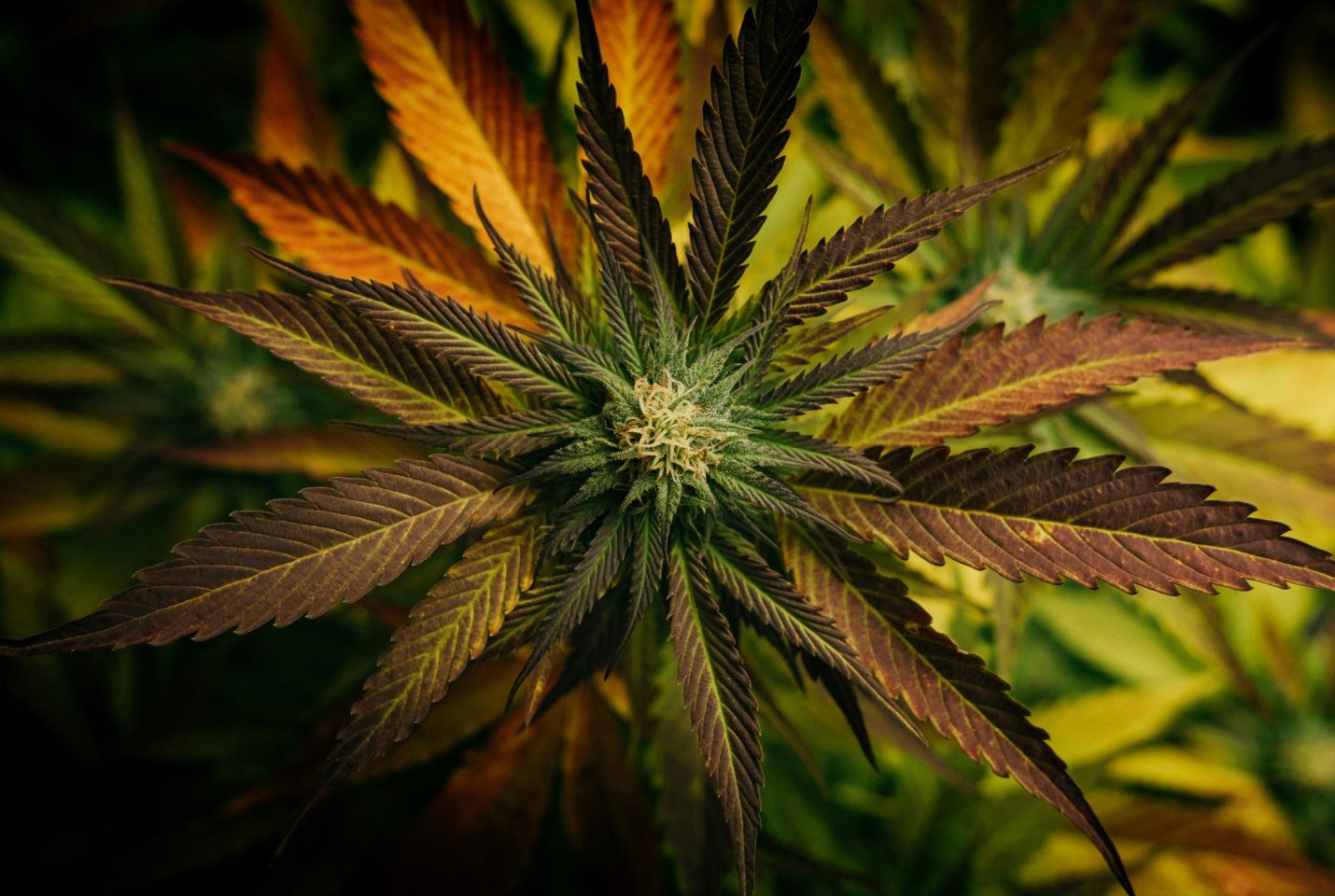 You are currently viewing Getting Cozy with Cannabis this Autumn