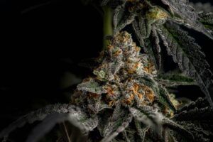 Full spectrum cannabis Portland
