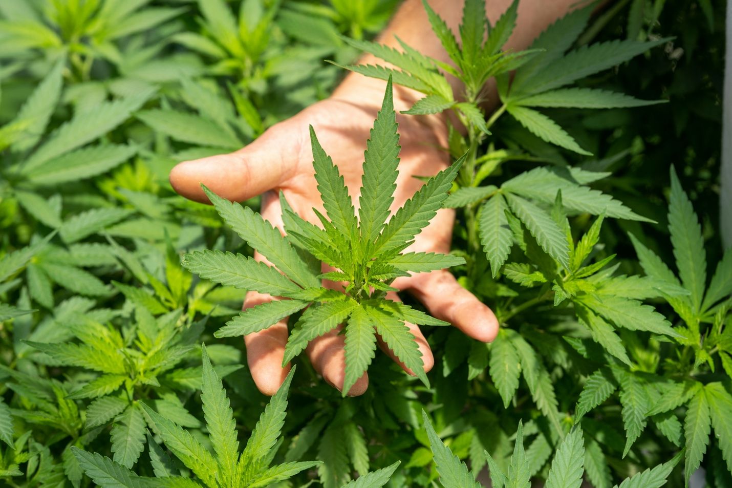 CBD products at Greeley Gallery dispensary in North Portland